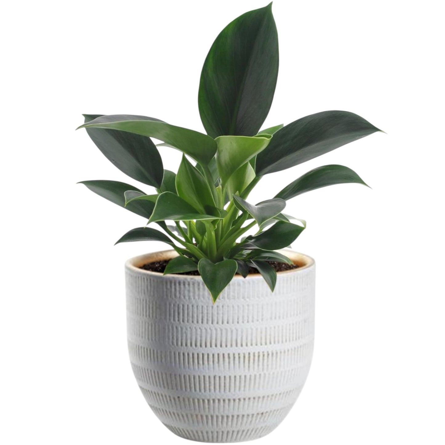 Philodendron Green Princess – Ø12 cm – 25 cm + Beau Pot Wit