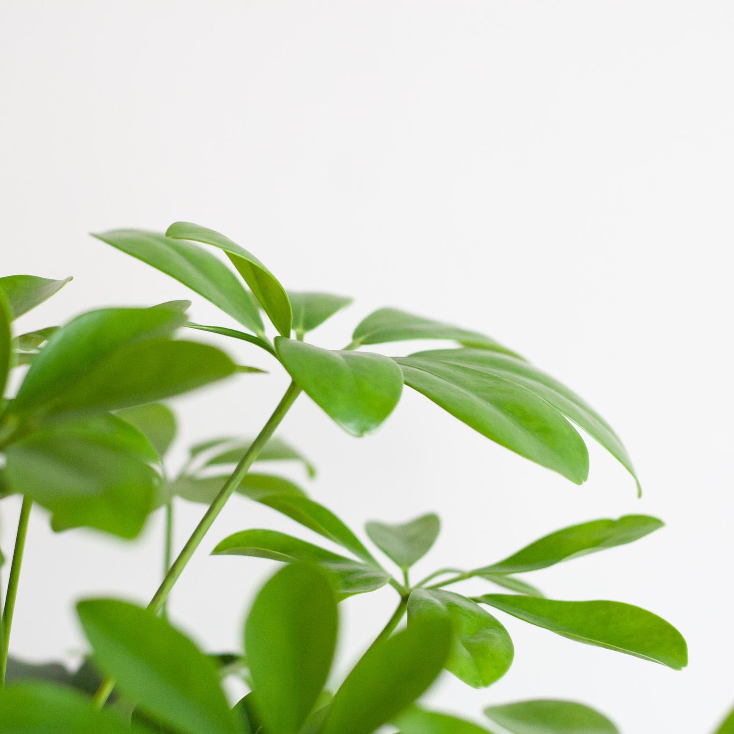 Schefflera Arboricola Nora + Viber Pot Wit – 70 cm – ⌀21 cm
