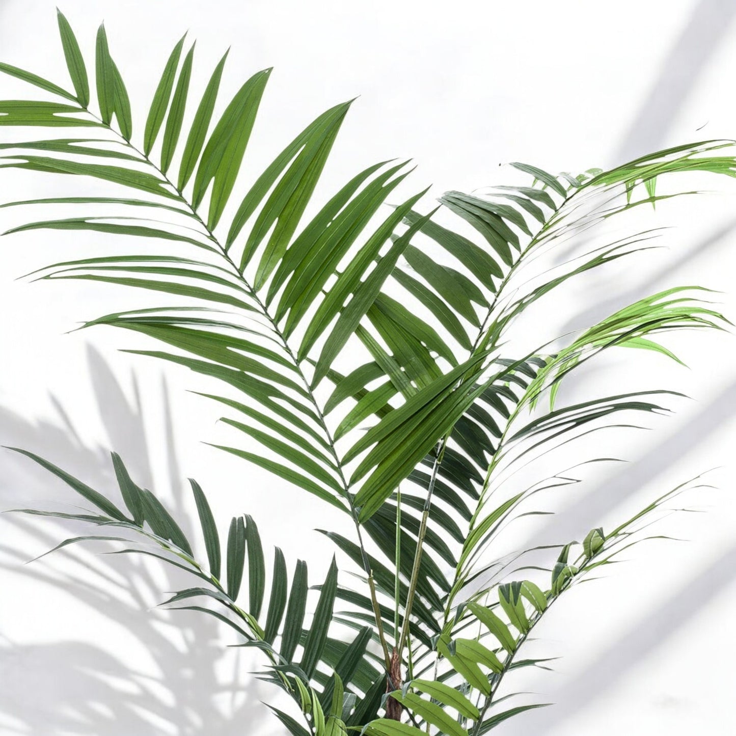 Kunstplant - Kentia -Kentiapalm - 210cm