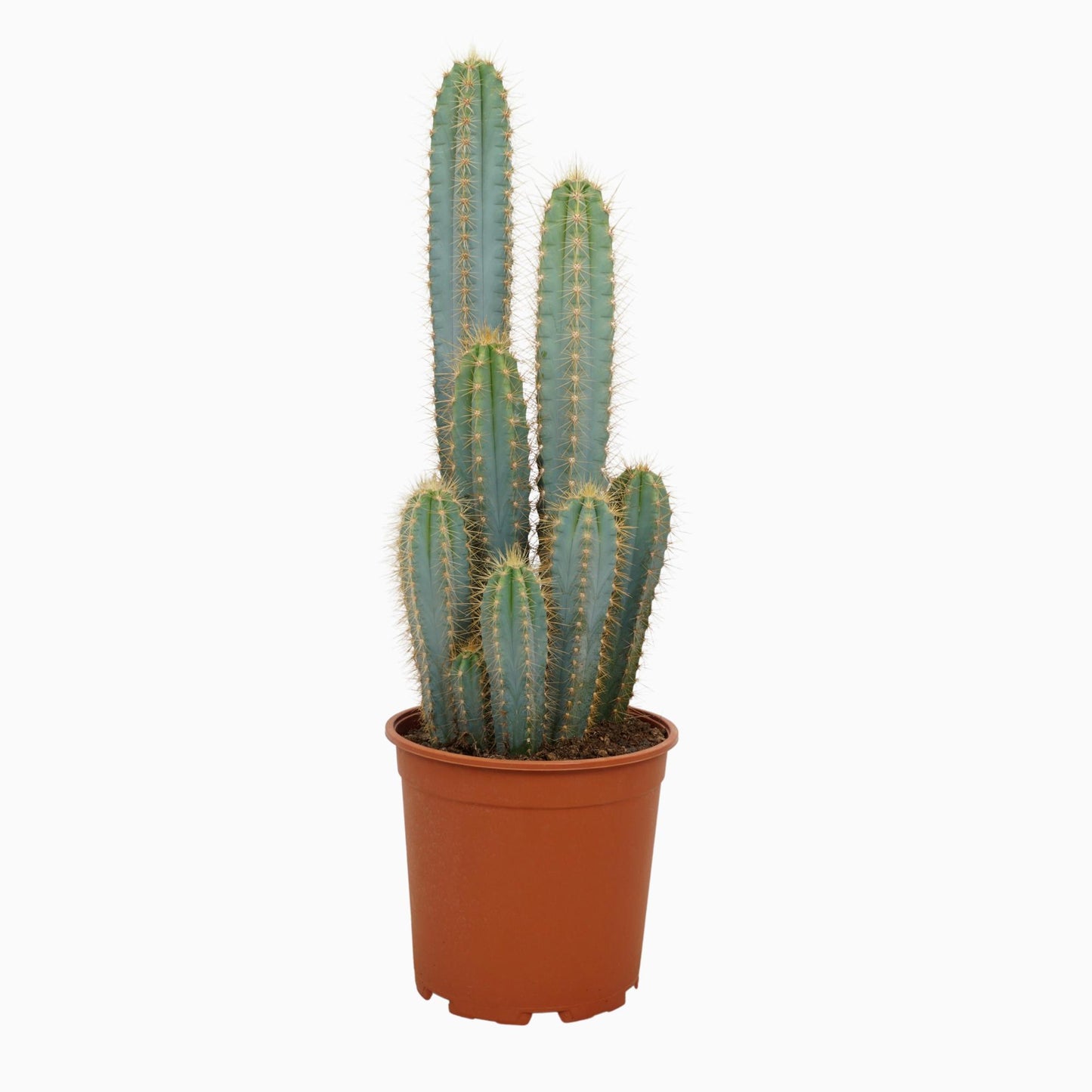 Pilosocereus Azureus – 21 cm