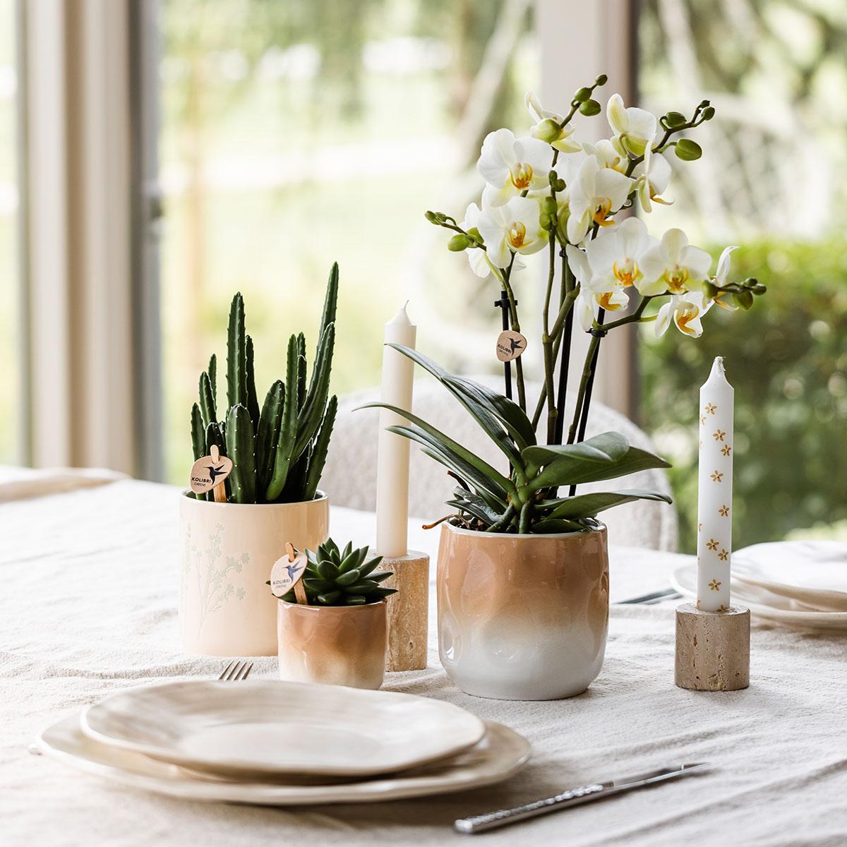 Gradience Sierpot – Bruin (Ø6 cm)