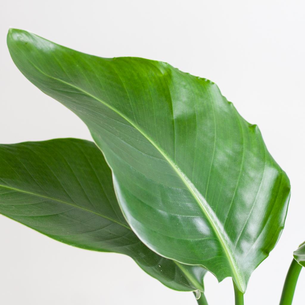 Strelitzia Nicolai met Viber pot wit – 80 cm – Ø21