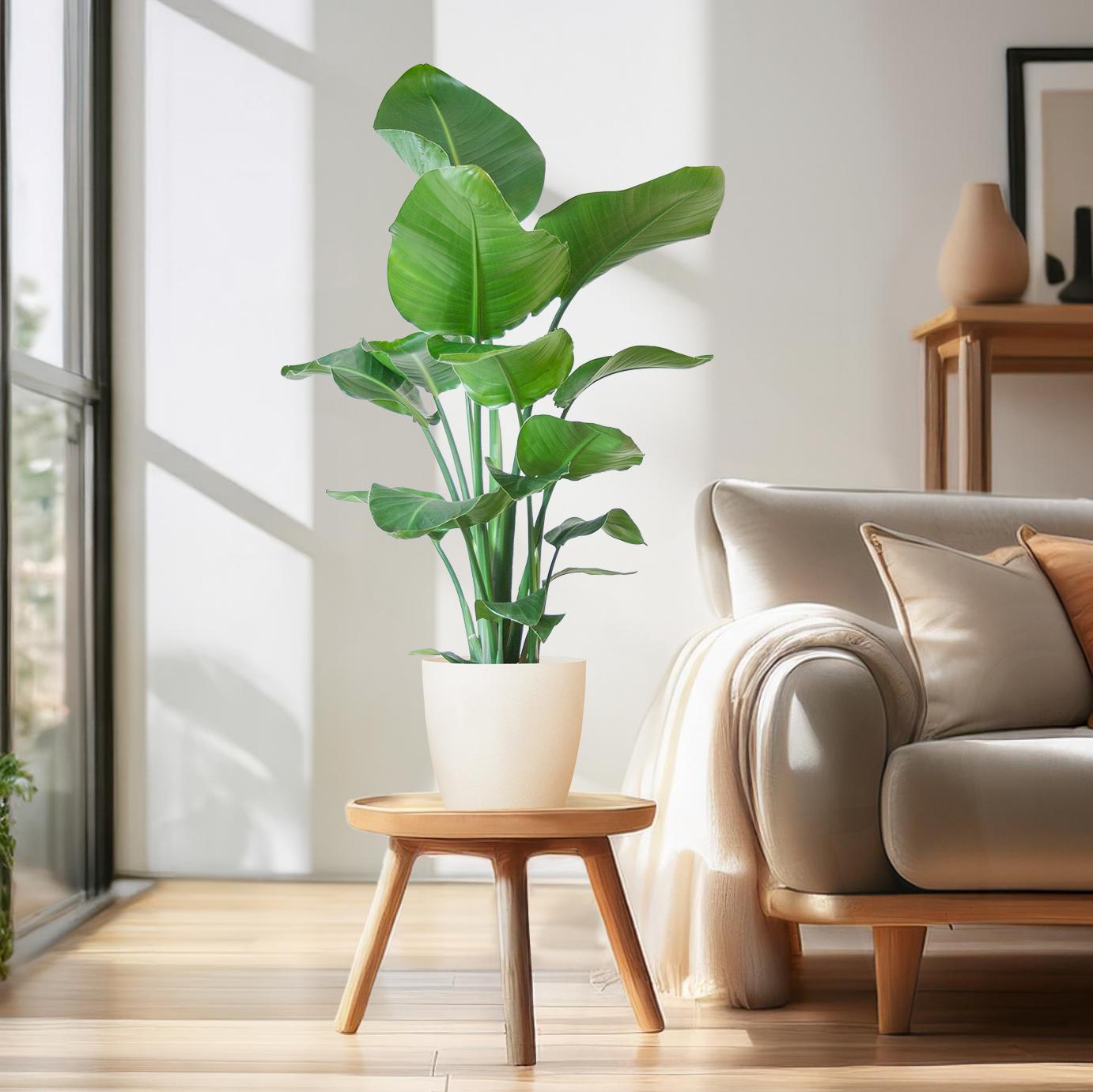 Strelitzia Nicolai met Viber pot wit – 80 cm – Ø21
