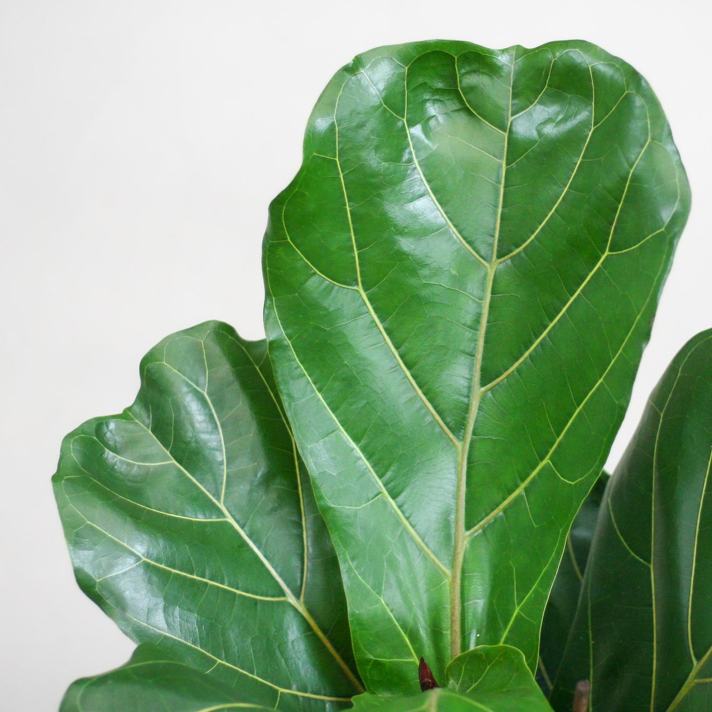 Ficus Lyrata met Mand Lissabon Zwart – 80 cm – Ø21