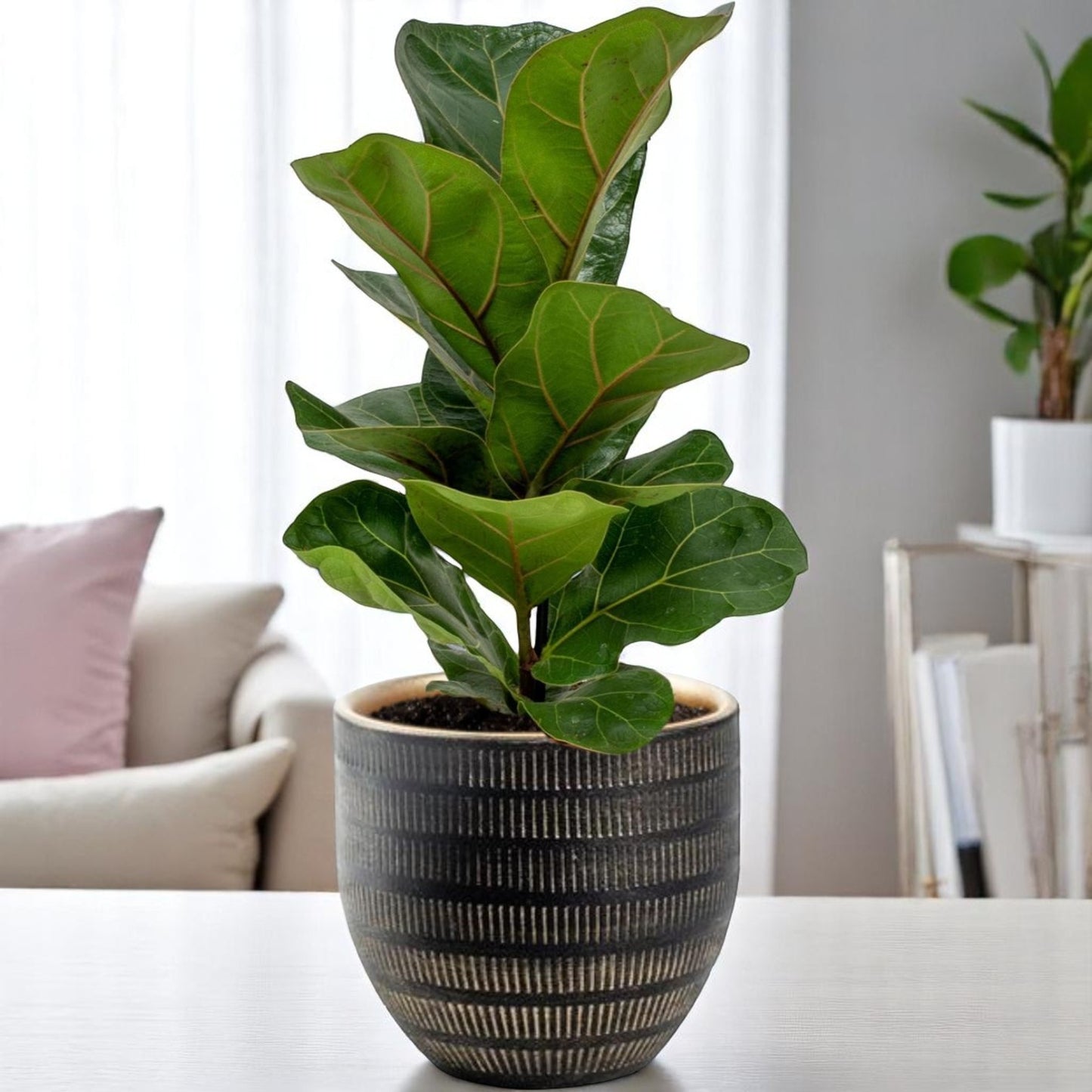 Ficus Lyrata - Ø12cm - ↕30cm + Beau Pot D14x13cm - Zwart