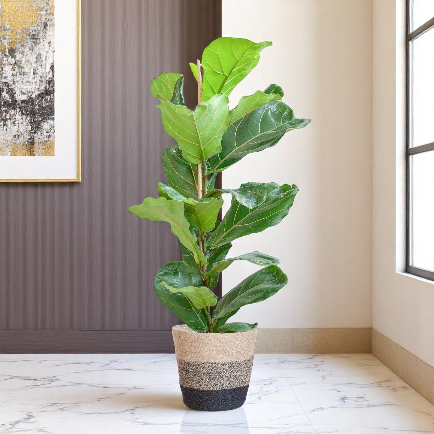 Ficus Lyrata met Mand Lissabon Zwart – 80 cm – Ø21