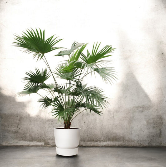Livistona Chinensis - 200 cm - ø34