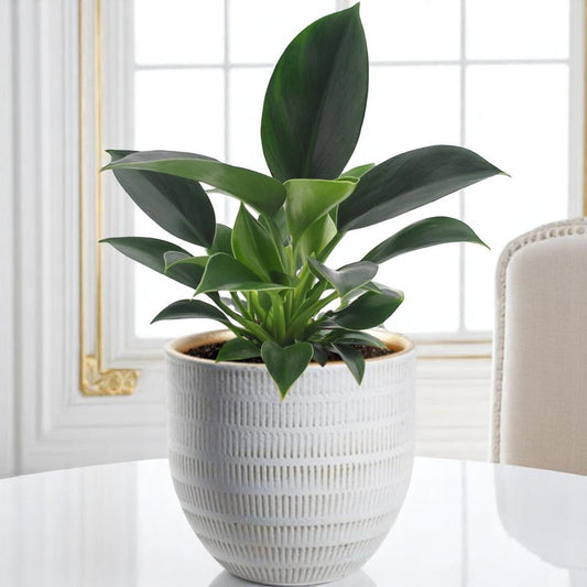 Philodendron Green Princess – Ø12 cm – 25 cm + Beau Pot Wit