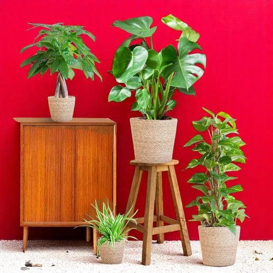 Easy Care Plantenbox – Medium – met mand Sofia