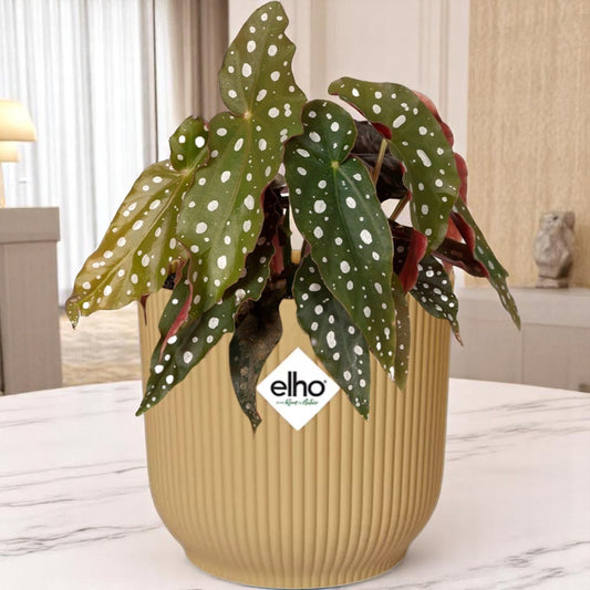 Begonia Maculata + ELHO Vibes Fold Pot – Geel – ⌀14 cm