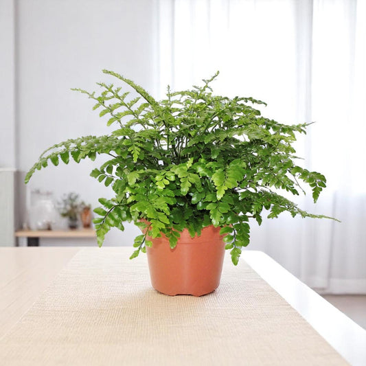 Asplenium Parvati – Ø17 cm – ↕30 cm