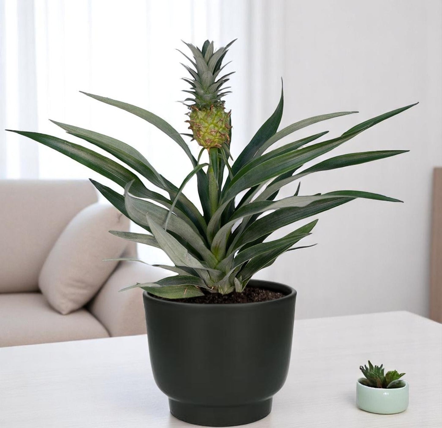 Bromelia Ananas - Ø12cm - 30cm + Potenza Pot D13x11cm - Zwart