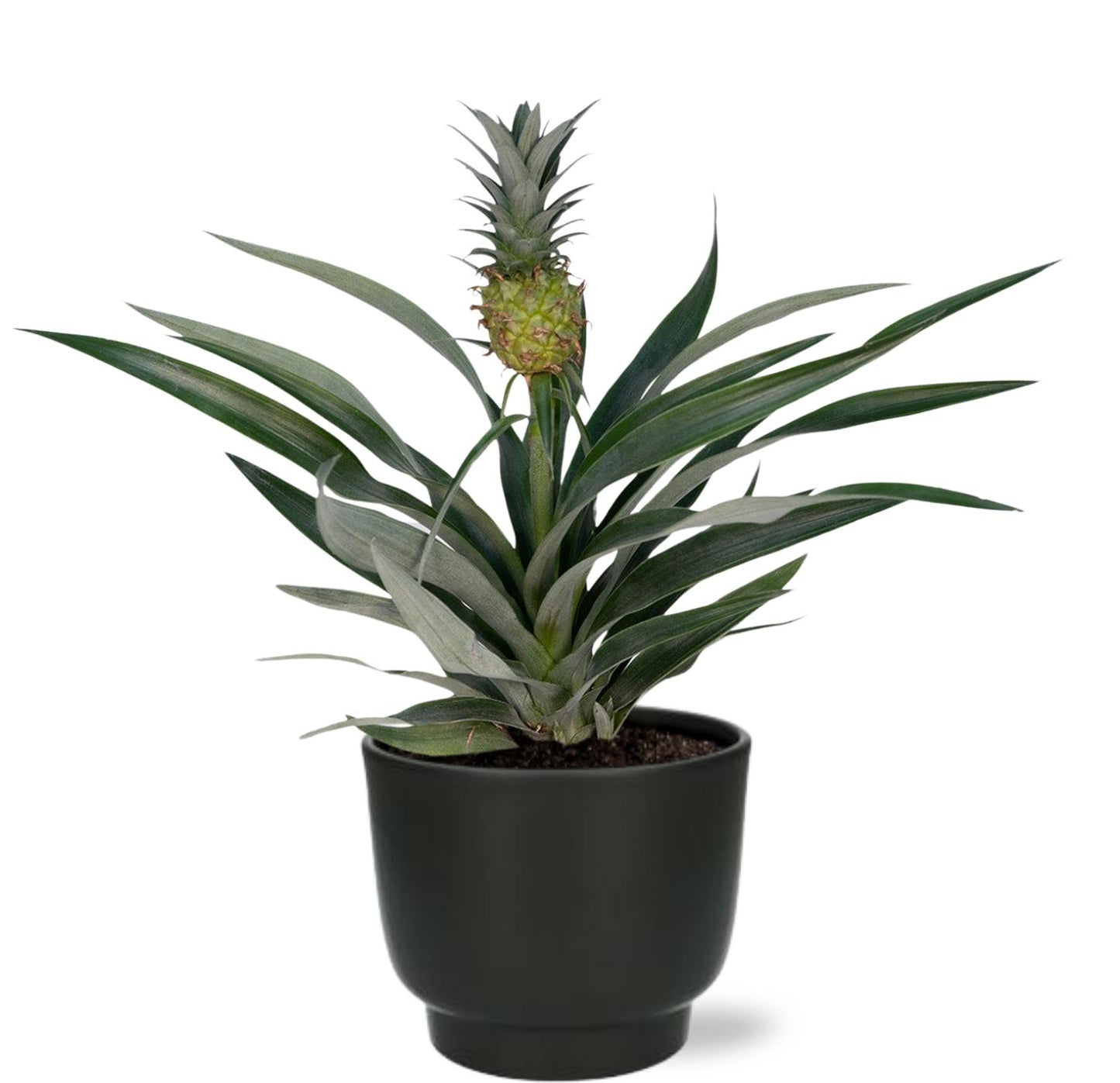 Bromelia Ananas - Ø12cm - 30cm + Potenza Pot D13x11cm - Zwart