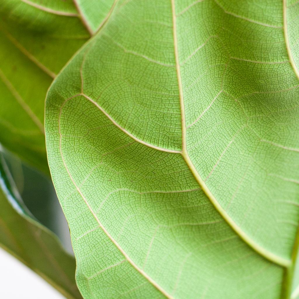 Ficus Lyrata met Mand Lissabon Zwart – 80 cm – Ø21