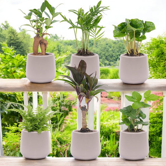 Mini Jungle Set