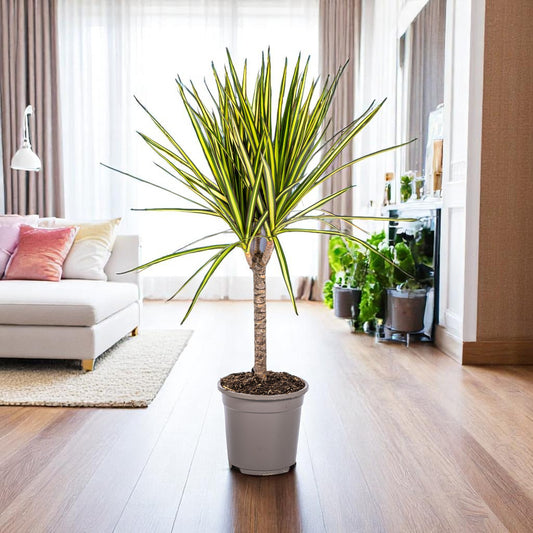 Dracaena Marginata 'Sunray' – Ø17 cm – 60-80 cm