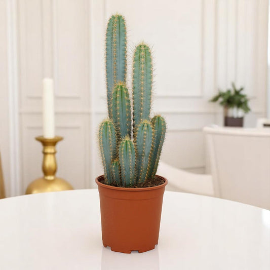 Pilosocereus Azureus –  21 cm