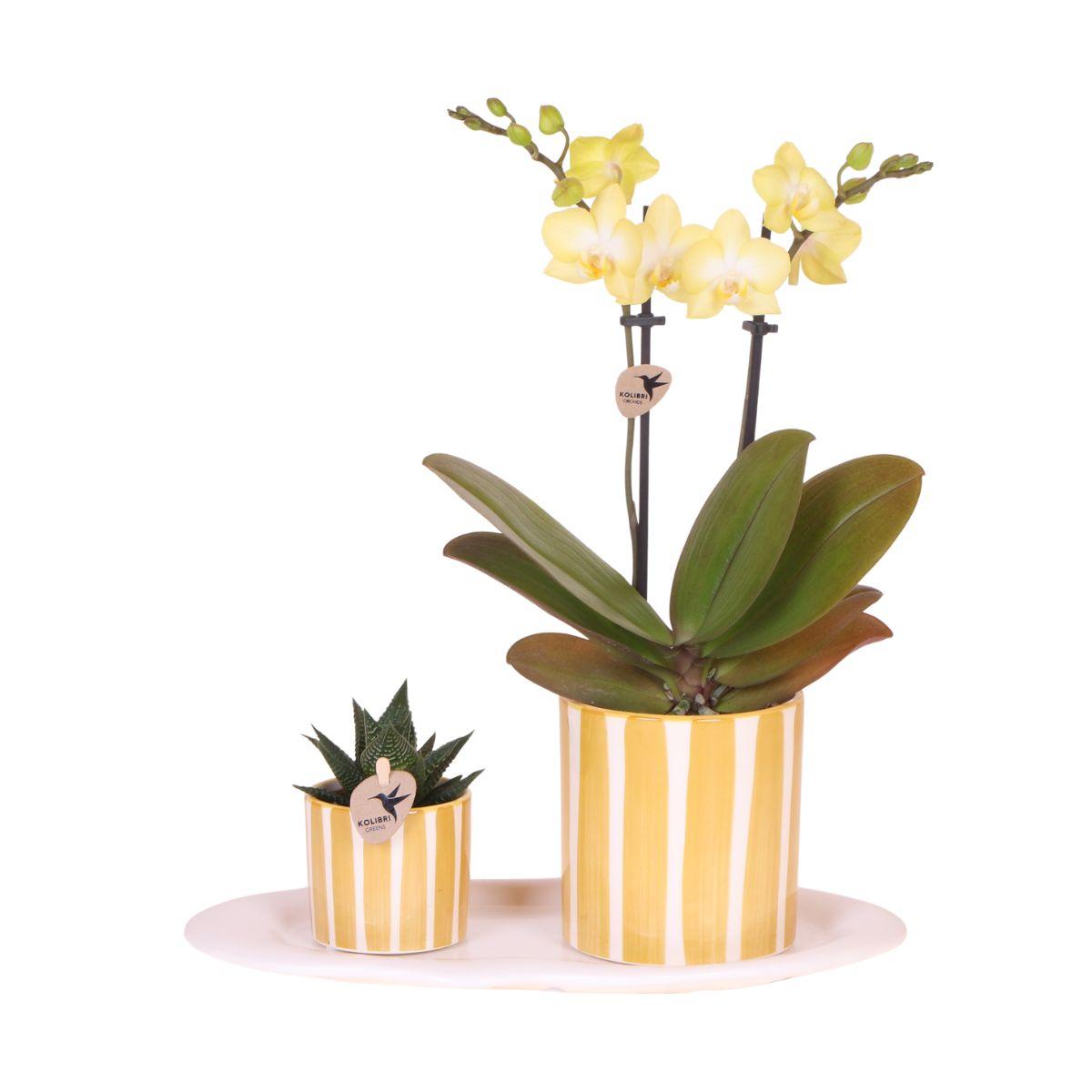 Orchidee & Groen – Pasen Mini Set
