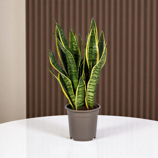 Sansevieria Trifasciata Futura Superba – ⌀17 cm – 45–55 cm