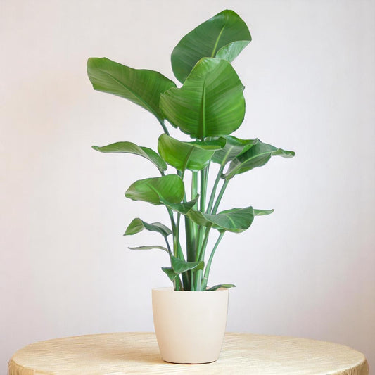 Strelitzia Nicolai met Viber pot wit – 80 cm – Ø21