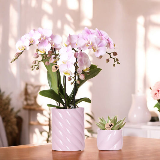 Plantenset Valentijn 'Candy' – Roze Orchidee & Succulent in roze keramieken potten