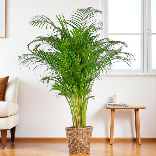 Areca Palm (Dypsis Lutescens) XL – 120 cm – Ø24 cm – Incl. gratis mand Torun