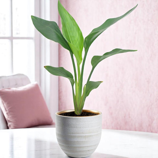 Strelitzia Reginea - Ø12cm - 40cm + Beau Pot