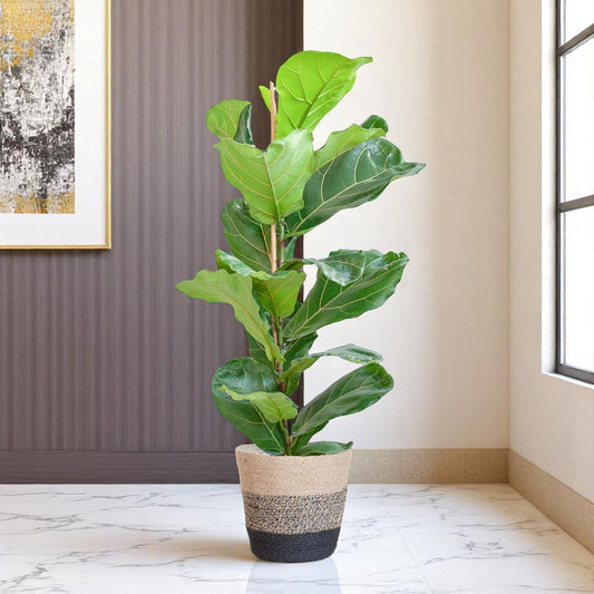 Ficus Lyrata met Mand Lissabon Zwart – 80 cm – Ø21